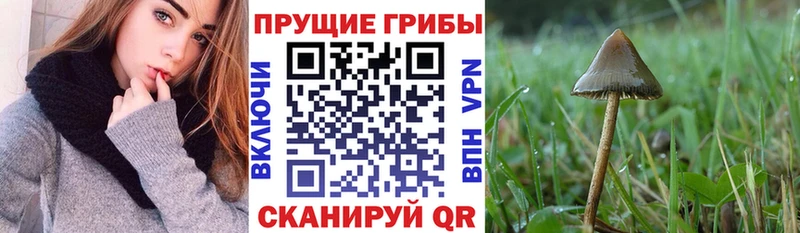 Галлюциногенные грибы мицелий  Благодарный 